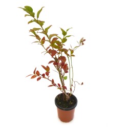 Arandano Azul (Vaccinium corymbosum)