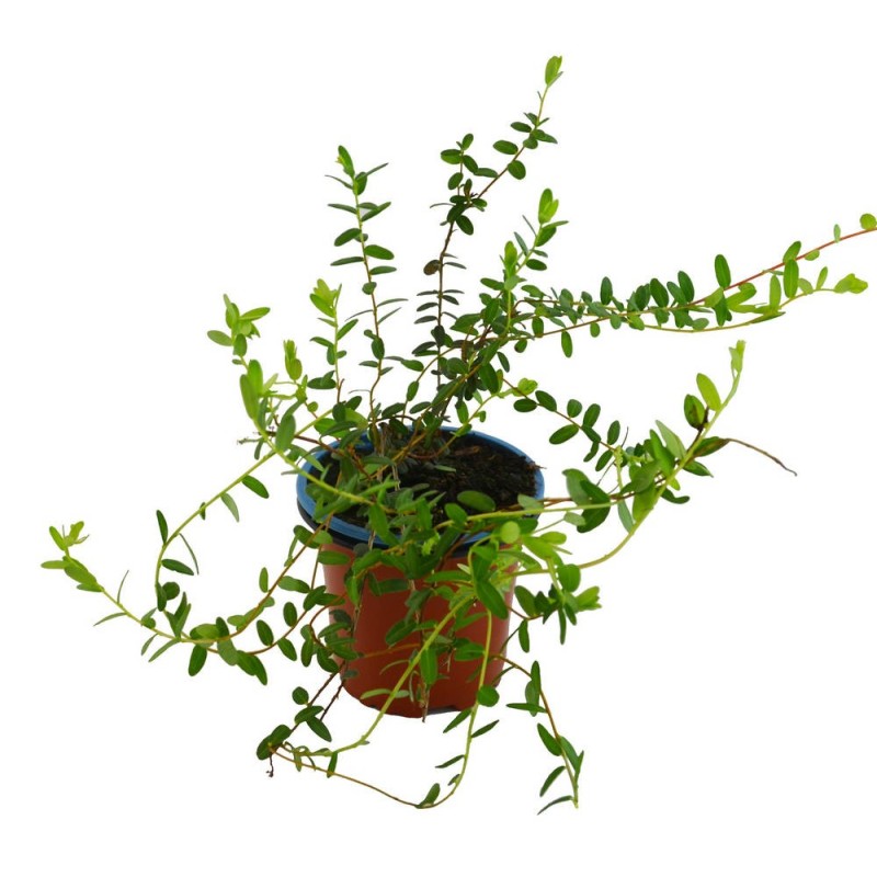 Arandano Rojo (Vaccinium macrocarpon)