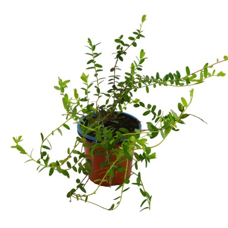 Arandano Rojo (Vaccinium macrocarpon)